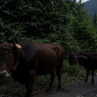 Brigada de vacas maronesas faz prevenção de incêndios em Vila Pouca de Aguiar