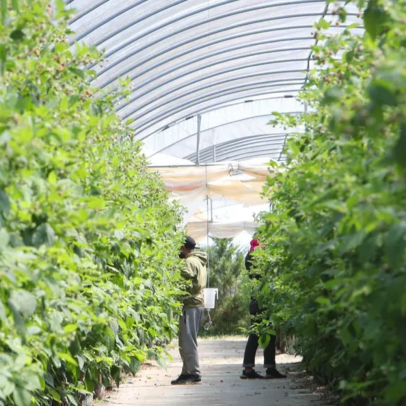 Agricultores da UE alertam para perdas de 39 mil milhões de euros em sete anos