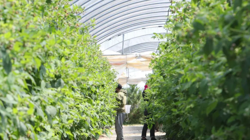 Agricultores da União Europeia alertam para perdas de 39 mil milhões de euros nos próximos sete anos