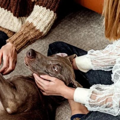Hospital de Cascais e Associação São Francisco de Assis lançam terapia de animais