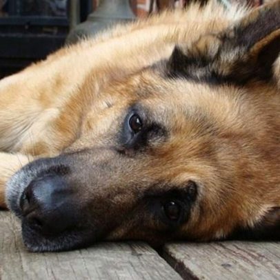 Novo medicamento aumenta longevidade de cães