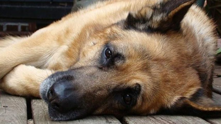 Novo medicamento aumenta longevidade de cães