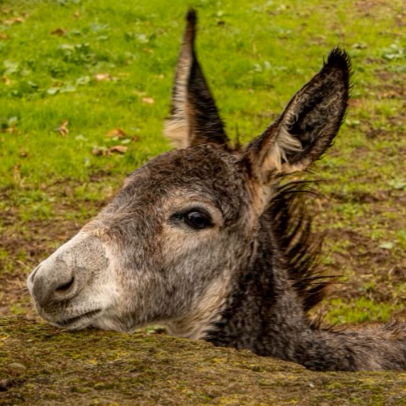 Burro-anão da Graciosa permanece em risco de extinção