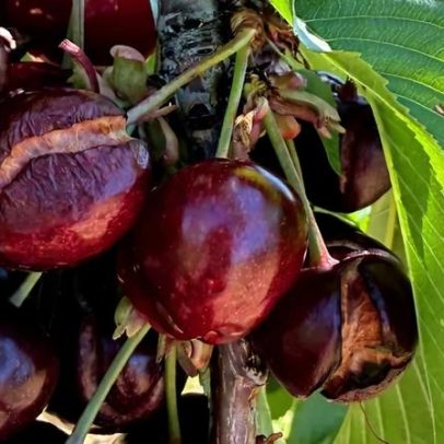 Tempo adverso afeta a colheita da cereja em Trás-os-Montes