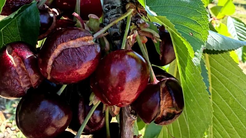 Tempo adverso afeta a colheita da cereja em Trás-os-Montes