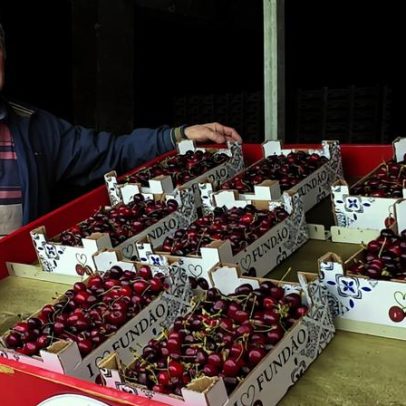 Produção de cereja cai até 80% devido a quebras
