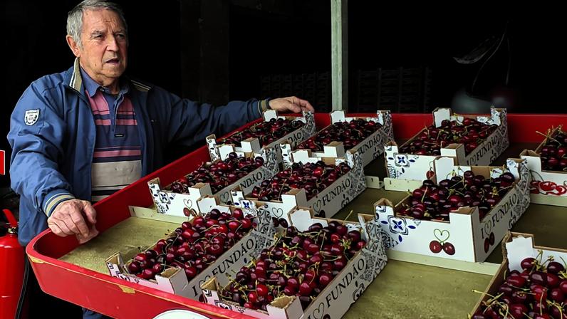 Produção de cereja do Fundão afetada pela chuva da primavera