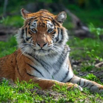 Tigre da Rainha dos Tigres foge na Alemanha e fere gravemente um homem