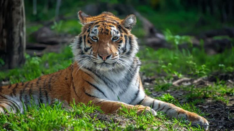 Tigre da Rainha dos Tigres foge na Alemanha e fere gravemente um homem