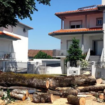 Queda de árvore em Viseu destrói dois carros