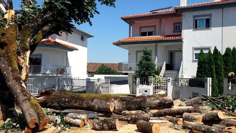 Queda de árvore em Viseu destrói dois carros