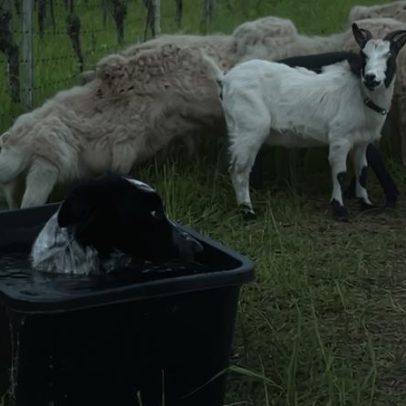 Border Collie invade bebedouro de cabras e reação dos animais viral