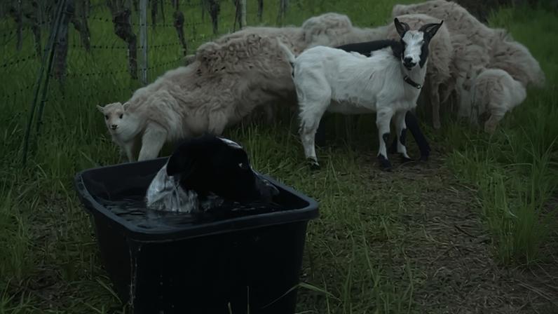 Este Border Collie invadiu o bebedouro das cabras. E a reação dos animais tornou-se viral