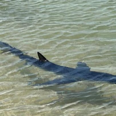Tubarão-azul avistado por populares na Ilha da Armona, Olhão
