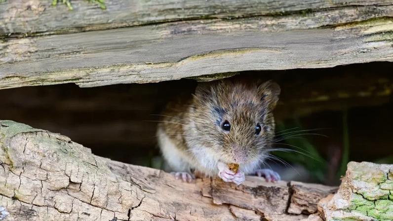 Hantavírus em roedores pode levar à morte