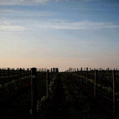 A frescura tem terroir? Estudo analisa o terroir de produtos frescos
