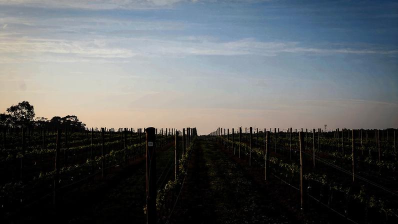 A frescura tem terroir? Estudo analisa o terroir de produtos frescos