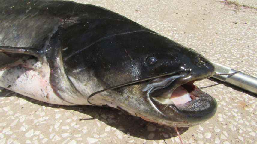 O siluro, um peixe exótico, pode atingir mais de dois metros de comprimento