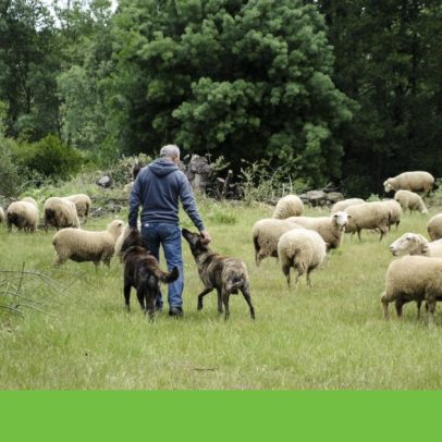 Cães de proteção de gado reduzem 95% prejuízos com lobos em 12 anos