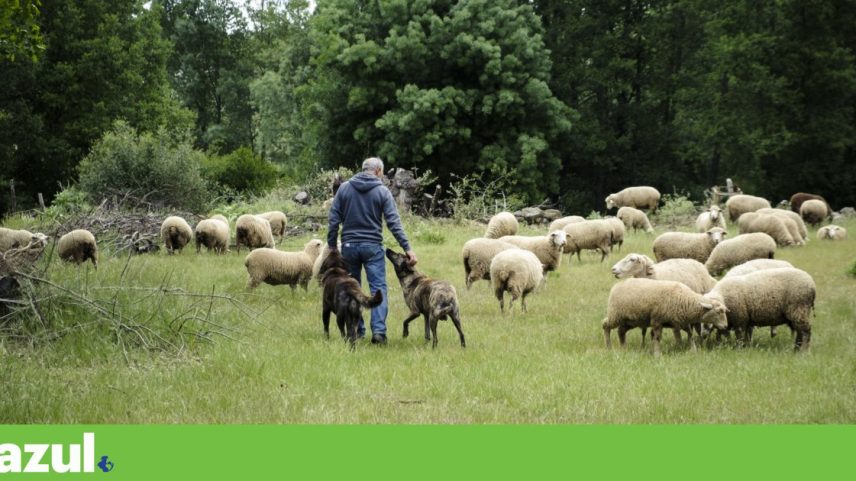 Cães de proteção de gado reduzem 95% prejuízos com lobos em 12 anos