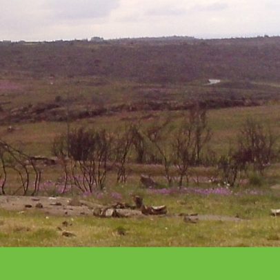 Águia-imperial-ibérica ronda pela primeira vez a Faia Brava
