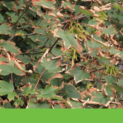Xylella fastidiosa já instalada no Alentejo, risco para agricultura regional