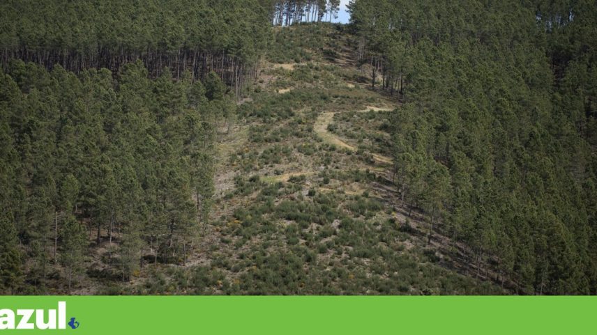 Muitas comunidades de baldios são exemplos de boa gestão florestal