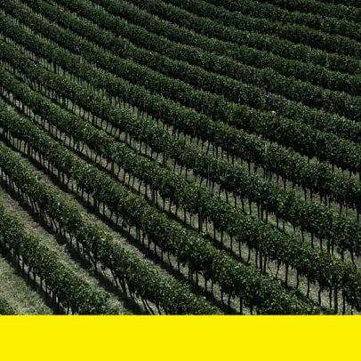 Brasil regista maior aumento de consumo de vinho no mundo em 2025, 41,9%