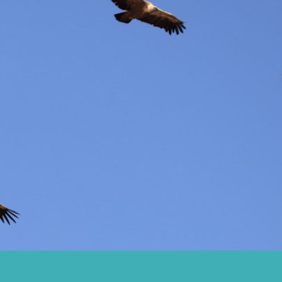 Maio é mês das aves no Sabugal e em Miranda do Douro