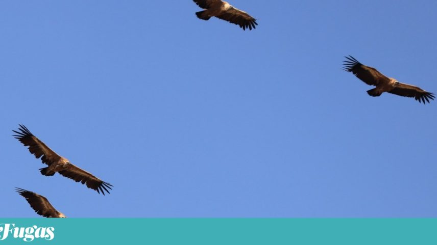 Os grifos são presença comum nas arribas do Douro e também no Côa