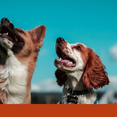 Perda de um animal de estimação: como afeta outros animais