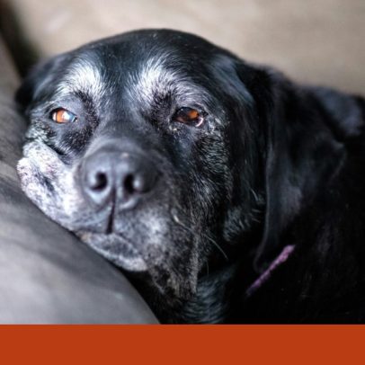 Existe comprimido que pode aumentar a longevidade de cães, diz veterinário