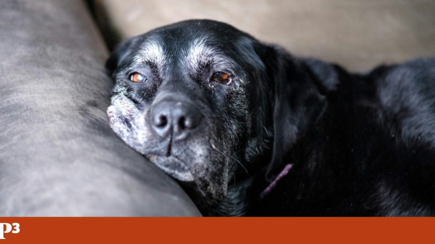 Existe comprimido que pode aumentar a longevidade de cães, diz veterinário