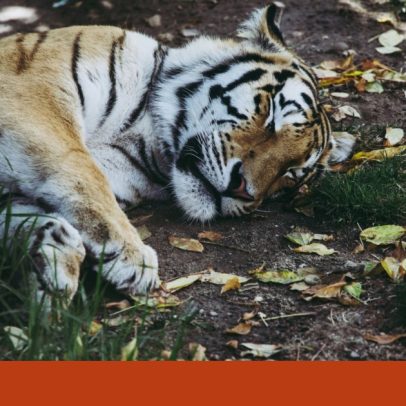 Tigre abatido pela polícia após fuga e ataque a homem na Alemanha