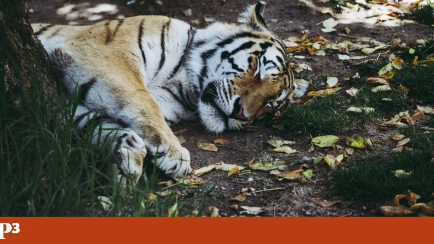 Moradores alertaram as autoridades, que acabaram por abater o animal