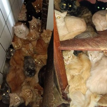 Mais de 400 gatos encontrados em apartamento em Concórdia, Brasil
