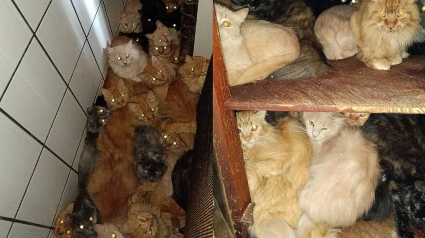 Animais deverão ser entrgues a associações