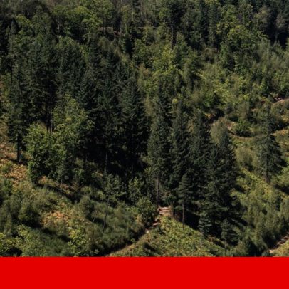 GNR sinaliza mais de 8500 terrenos por limpar; aumentam ocorrências e detenções