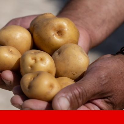 Dieta de batata moldou genética do povo andino, revela estudo