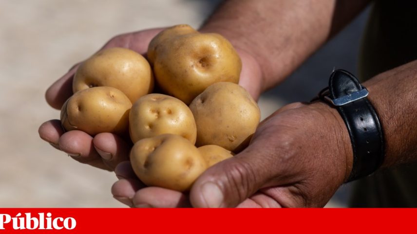 Batatas