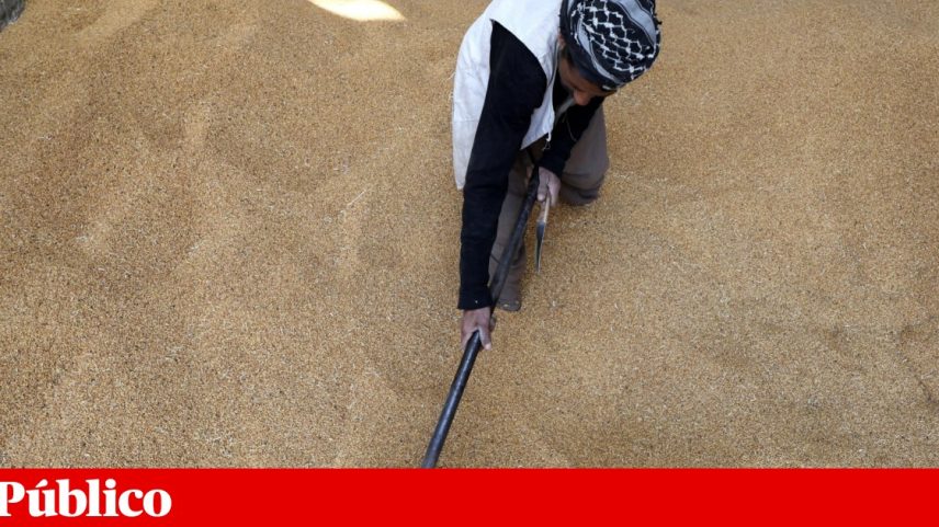 Armazenagem de trigo em silos, no Egipto