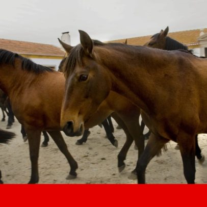 Governo tenta acalmar preocupações sobre cavalos e aves em Alter do Chão