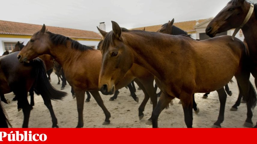 Governo tenta acalmar preocupações sobre cavalos e aves em Alter do Chão