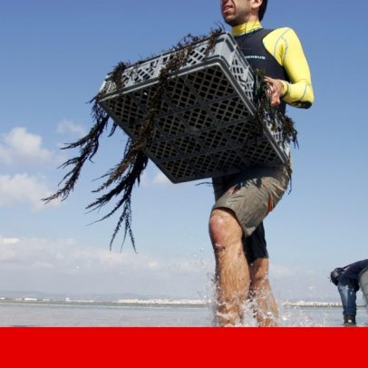 Alga asiática continuará a invadir praias do Algarve e Cascais
