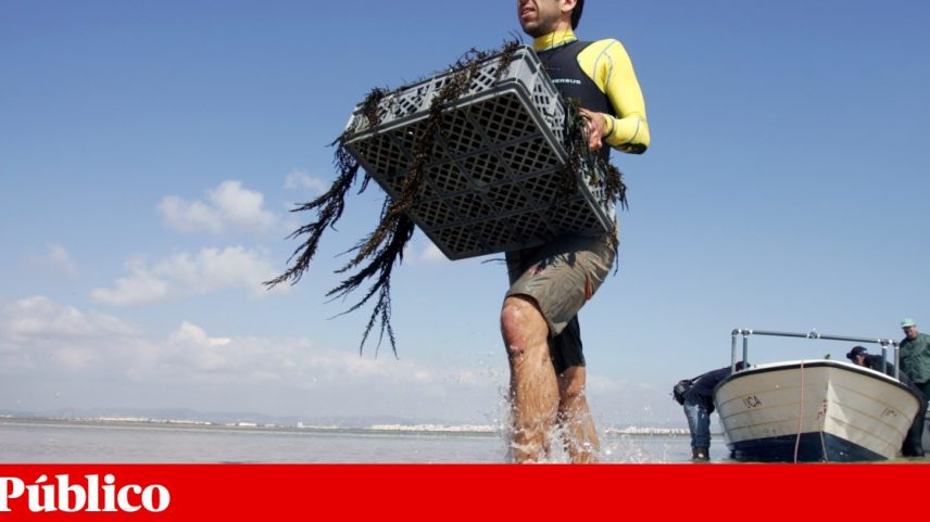 A erradicação das algas é praticamente impossível