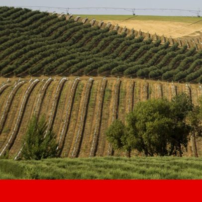 Após regadio, avança olival superintensivo de sequeiro em terras áridas