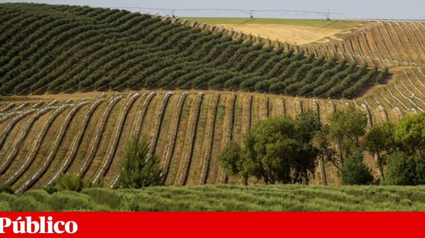 Olival superintensivo no Alentejo