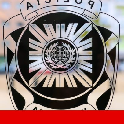 Cegonhas-brancas surgem no centro do Porto e podem ficar