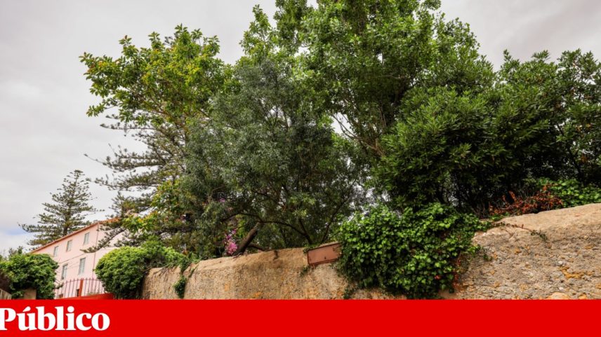 O fóssil que serviu de referência para descrever a *Cyathocarpus felicianoi* como uma espécie de planta nova para a ciência