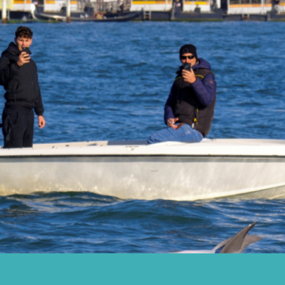 Veneza protege golfinho solitário com código de conduta